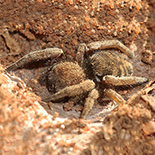 Seothyra schreineri